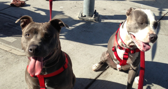 BELLA’S SPAY IS FAST&nbsp;APPROACHING