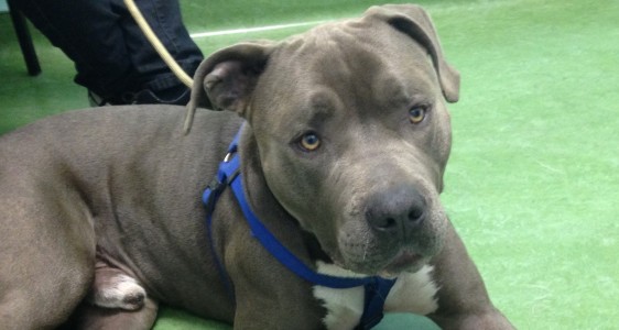 SHADOW UPDATE PLEASE&nbsp;SHARE!