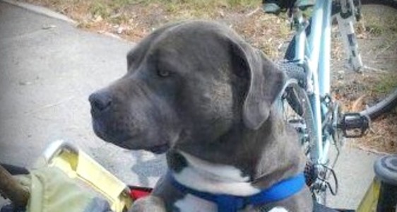 ‘FREE SHADOW’ T-SHIRTS&nbsp;AVAILABLE!