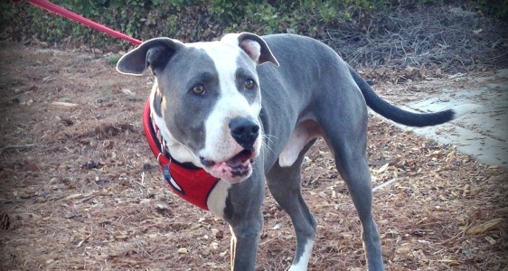 BUDDY NATION FUNDRAISING CHALLENGE! Ready Set&nbsp;GO!