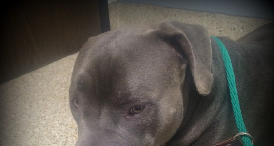 SHADOW TAKEN TO PRIVATE VET FOR CARE, PLEASE&nbsp;HELP!