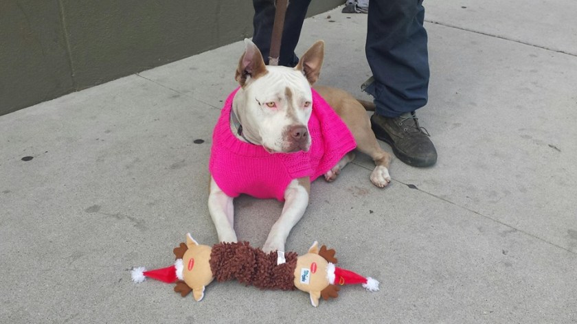 10177985_1686434578261493_2290078274827702303_n