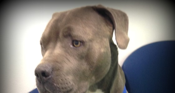 BUDDY NATION ~ FUNDS NEEDED FOR SHADOW’S&nbsp;RELEASE