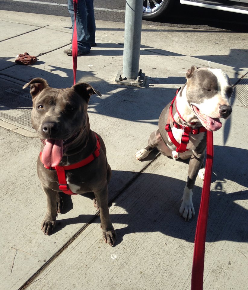 10947227_1575145902723695_3401702918548833826_n