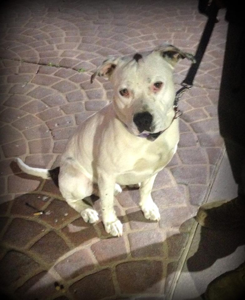 10960050_1575147909390161_5578347572968588324_o