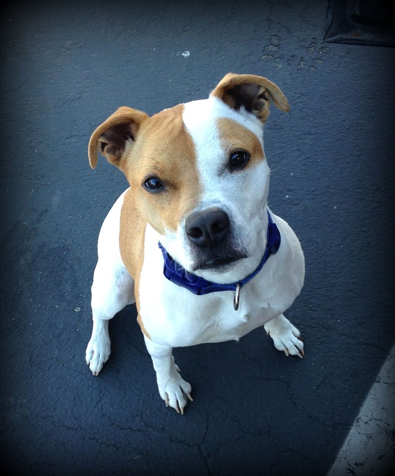 11088876_1606121892959429_7069611712263549567_o