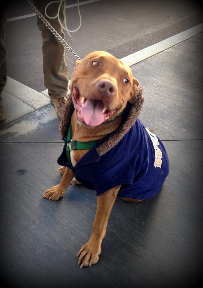 12244492_1683737965197821_3607212327517195183_o