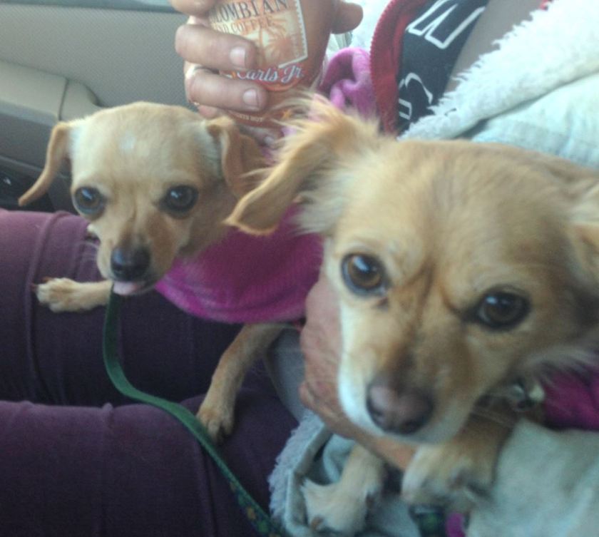 12512591_1694379420800342_2793148303204899781_n