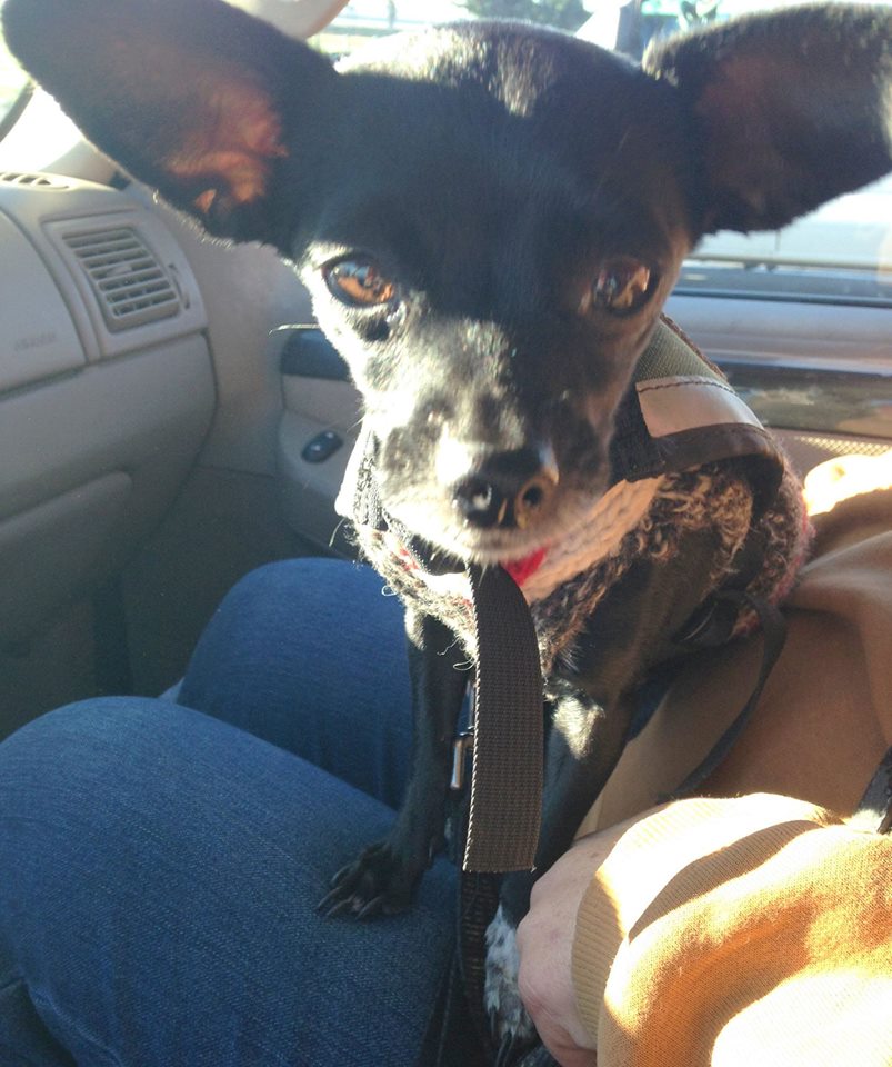 12710943_1704935086411442_400135481694971530_o