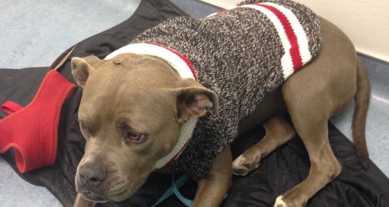 SWEET ESTELLA NEEDS OUR&nbsp;HELP