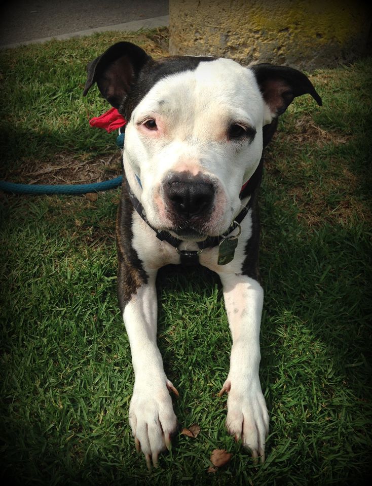 644408_1590078614563757_4261015774984469847_n