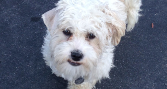 LITTLE CHARLIE STILL NEEDS SOME&nbsp;HELP!