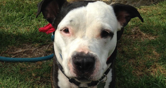 CAN WE HELP BAILEY RECOVER IN A MOTEL&nbsp;ROOM?