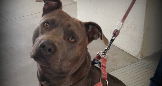 BELLA’S SPAY IS&nbsp;TOMORROW