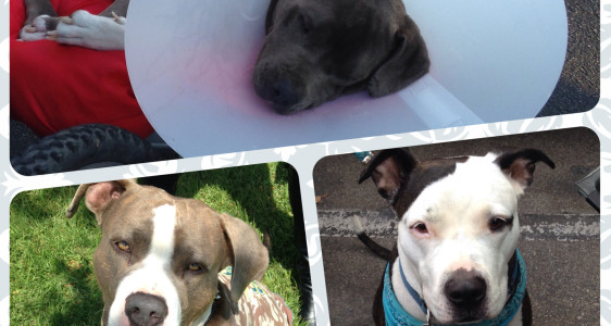 BUDDY NATION I NEED YOUR HELP TO SPREAD THE&nbsp;WORD